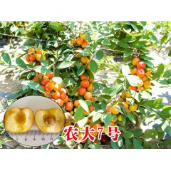 農(nóng)大鈣果苗木農(nóng)大4號、農(nóng)大6號、’‘農(nóng)大7號’樹苗【郵政發(fā)貨、10棵起發(fā)貨】